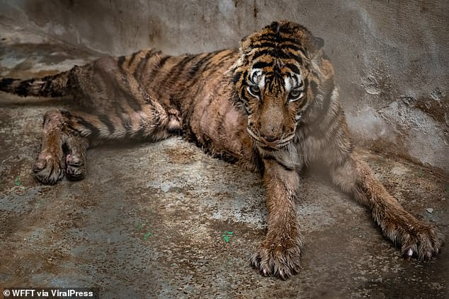 Harrowing photos show Salamas with chunks of fur missing from her skeleton as she lies exhausted and emaciated on the dirty concrete