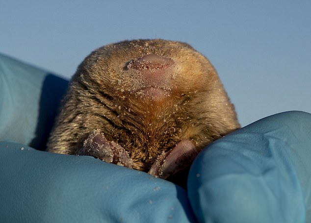 These small mammals, about the size of a hamster, spend most of their lives underground and avoid humans, making them easy to miss