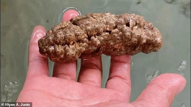 Philippine sea cucumber Stichopus cf.  Horniness may look like feces, but it may contain some valuable chemical properties