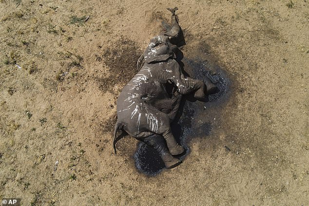 At least a hundred elephants have died in Zimbabwe due to drought, most of them infants and the elderly