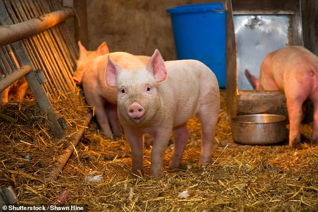 The symptoms of swine flu - which caused a pandemic that swept around the world in 2009 - mirror those of the regular flu and Covid.  But it does not spread easily between people.  Most cases occur in people exposed to infected pigs, such as fairground visitors and farmers.  The number of cases of swine flu increases in pigs in the autumn and winter