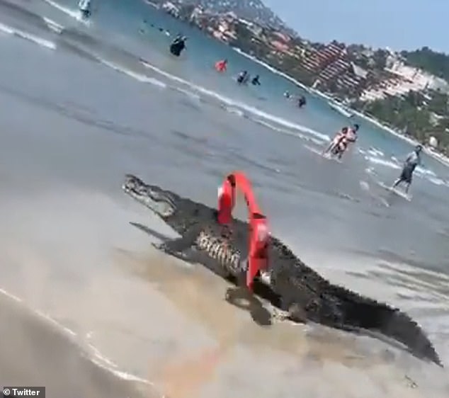 A crocodile invaded a beach in Zihuatanejo, Mexico, last Friday, sending swimmers running for safety