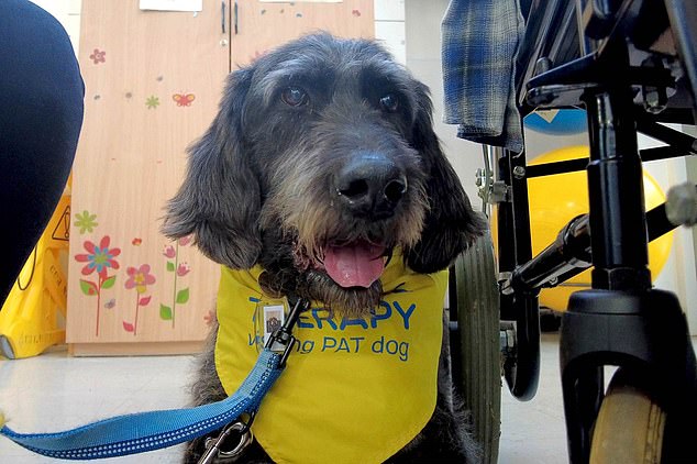 Poppy the labradoodle, pictured, is the first NHS physiotherapy dog ​​for children to work at Addenbrook University Hospital in Cambridgeshire