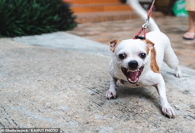 An angry little Chihuahua dog on a leash (stock image)