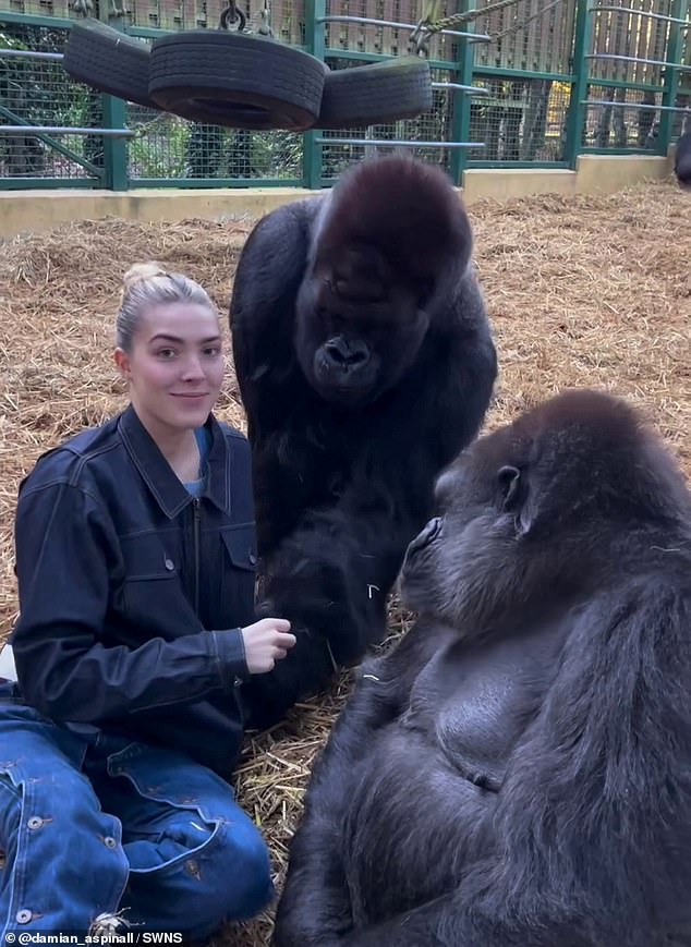 Donna Air's daughter Freya Aspinall gave treats to a pair of gorillas she has known since birth in a touching video