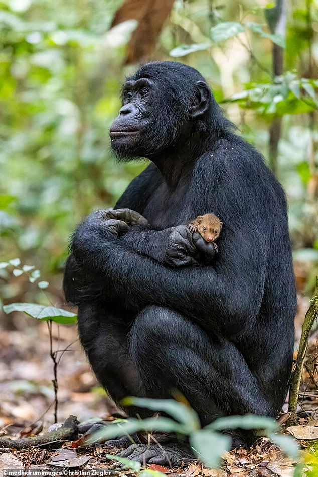 In one case, a bonobo named Louise had not seen her sister or cousin in more than 26 years, when the researchers showed her their images, her eyes focused on both of them (File Image)