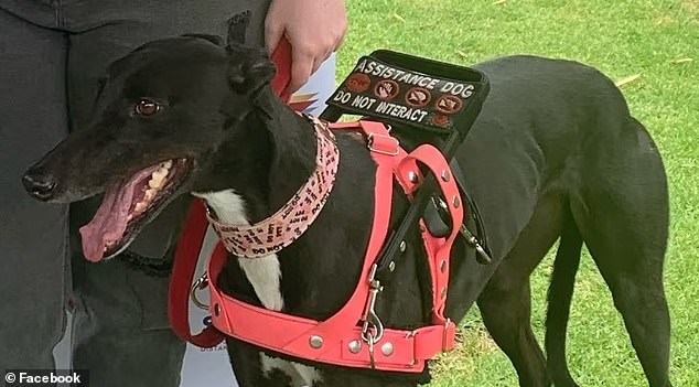 An Australian teenager has spoken out after her service dog Rosie (pictured) was turned away from a Jetstar flight, despite previously being allowed to fly with the airline