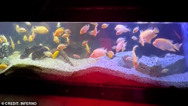 The fish that lived with Infernos were kept in an aquarium next to the dance floor