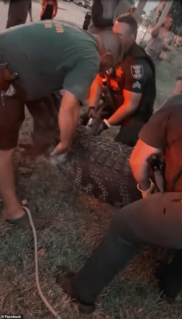 Video showed at least six officers lifting the enormous alligator and carrying it into the back of a truck