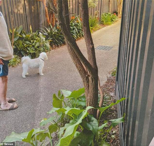 A frustrated neighbor sent the council a photo of Judy Murphy's Maltese Shi Tzu, Clarrie, standing in her driveway without a leash