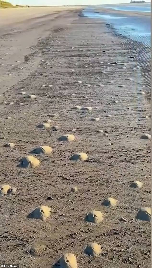 Mini-volcanic-like structures were laid Sunday morning on the beach of Quintana, Texas, about 70 miles south of Houston