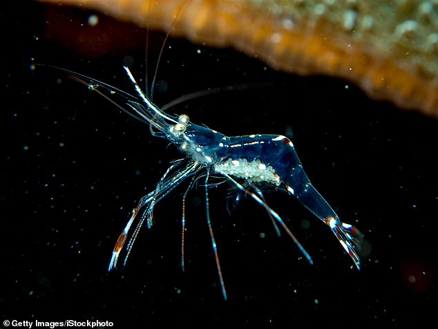 Park officials said the structures were built by ghost shrimp, small and translucent crustaceans known to burrow deep into seafloor sediment.