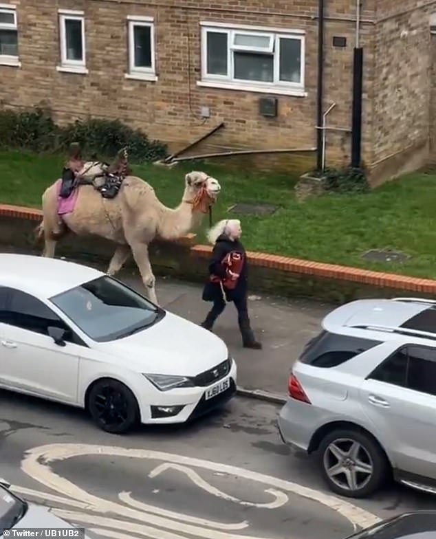 The video was filmed by a woman who, after being alerted to the unique sighting by a young girl, refused to believe such an animal was roaming the streets.