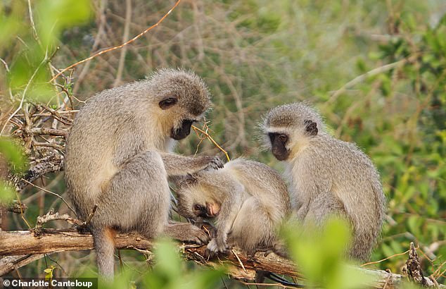 Vervet monkeys succumb to peer pressure just like humans and quickly adopt the social patterns of those around them