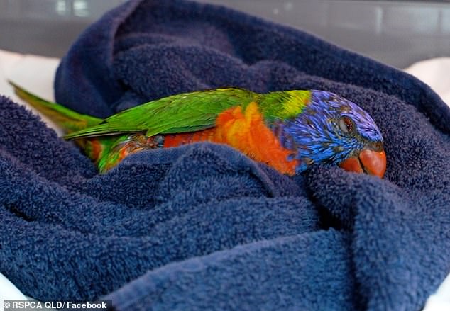 The RSPCA of Queensland has reported an increase in the number of cases of Lorikeet Paralysis Syndrome, which can be cured with early intervention, although many birds die if treated too late