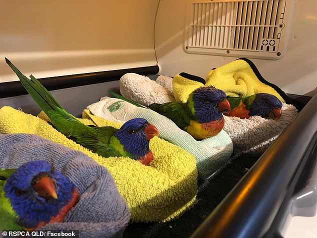 Rainbow parakeets in New South Wales and Queensland are threatened by a potentially fatal disease: Lorikeet Paralysis Syndrome