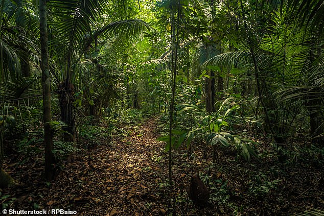 The team, led by research technician Gilda Troncos, said their findings indicate that a new variant of the Echarate virus is circulating in the jungles of central Peru.  Pictured: Amazon rainforest in Manu National Park, about 900 kilometers south of where the infection was spotted