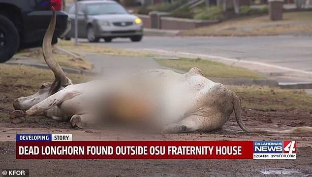 Longhorn steer found dead at the FarmHouse Fraternity house near the OSU campus in Stillwater, Oklahoma