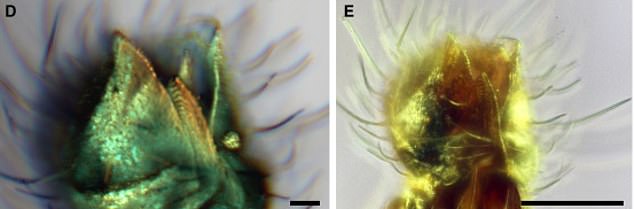 The remains of two males frozen in amber 130 million years ago feature long, piercing, sucking mouthparts now only seen in females - the only ones that bite.