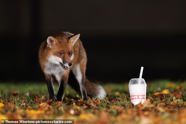 A resourceful fox made the most of his morning walk today and stopped for a tasty snack among the autumn leaves