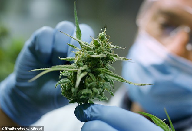 Families say they pay between £400 and £2,000 a month to obtain medicinal cannabis privately (stock photo of a scientist checking hemp plants in a greenhouse)