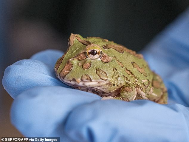 This undated handout photo released by SERFOR shows a frog after it was seized from a passenger at Lima International Airport in Lima