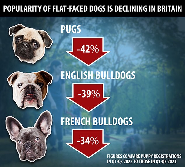 In recent years, veterinarians have raised serious concerns about the safety of these breeds and urged potential owners not to purchase them.  Now, figures published by The Kennel Club suggest their pleas may finally be being heard, with the popularity of flat-faced dogs in Britain falling by a third this year.