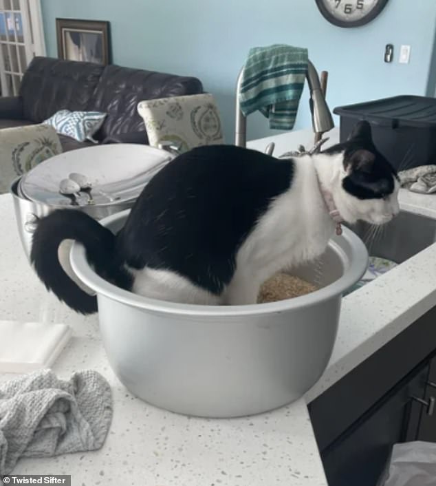 A kitchen catastrophe!  This cat, from the US, shocked their owner when he urinated on a piece of uncooked rice