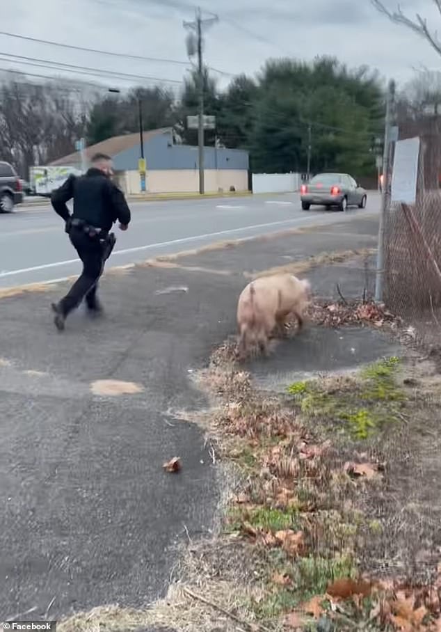A clever pig named Albert Einswine led New Jersey police officers on a wild chase after figuring out a way to escape his farm
