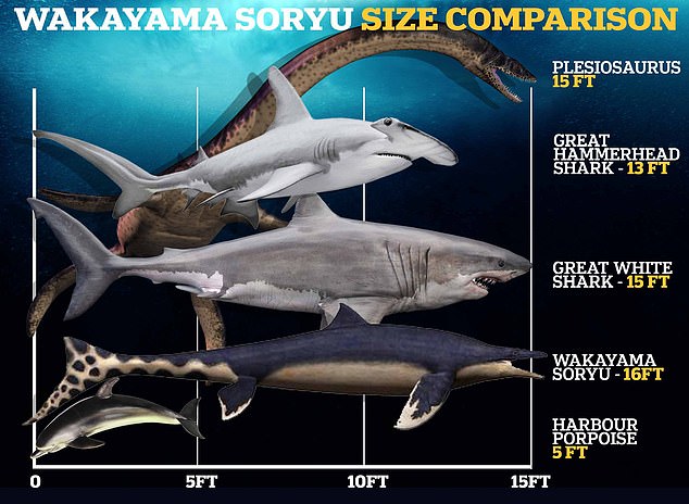 The Wakayama Soryu was about the same size as a modern Great White Shark and is said to have been one of the largest aquatic predators of its time