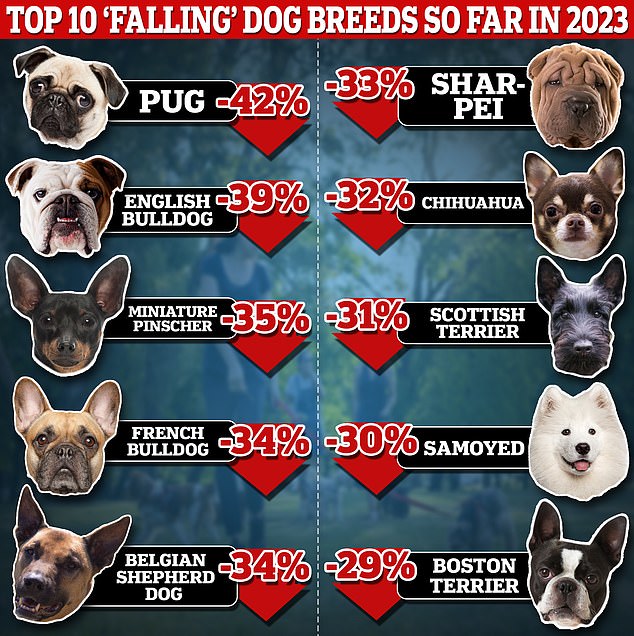 Revealed The 10 dog breeds that have declined the most