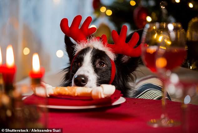 Close-up portrait of a dog with reindeer horns celebrating Christmas.  Flounder on a plate as a treat on served holiday table (stock image)