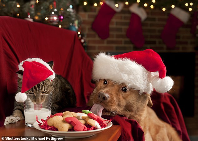 An Urgent Christmas Warning for Pet Owners: Don't Feed Your Dog the Foods Listed Above (stock image)