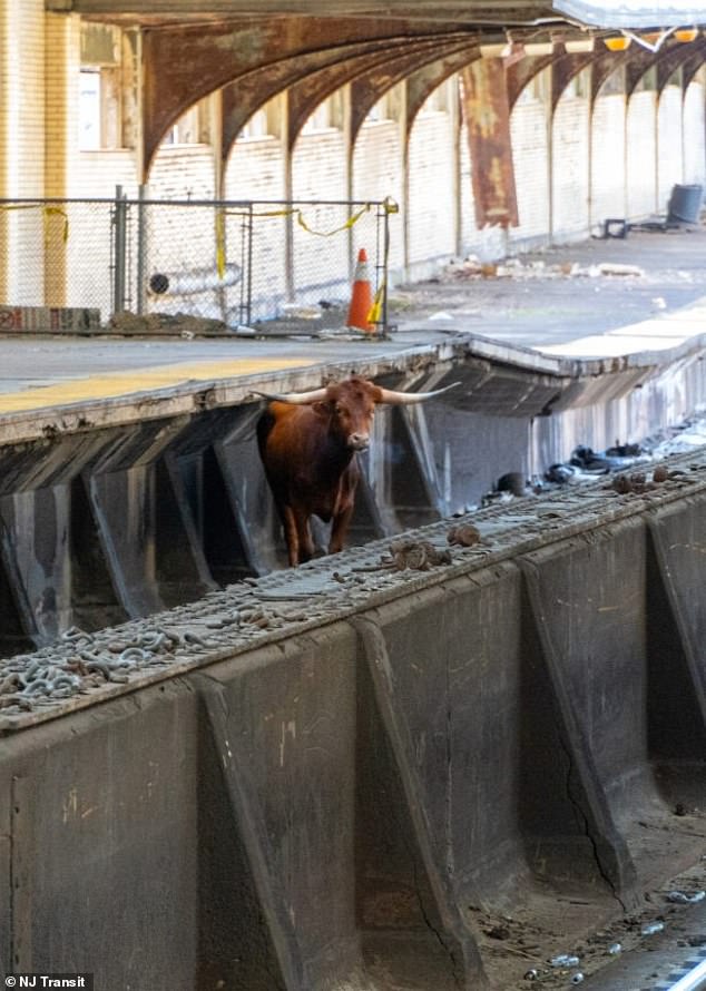 A bull was spotted running across the tracks of Newark's Penn Station on Thursday morning