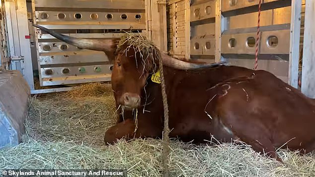 Ricardo, the Texas Longhorn bull, was photographed waking up in an animal shelter after causing chaos for commuters when he escaped a slaughterhouse and ran through Newark's Penn Station in New Jersey