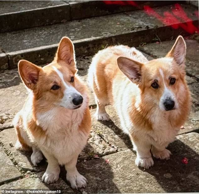 Sarah Ferguson, 64, took to her Instagram page to preview an adorable photo of Corgis Muick and Sandy