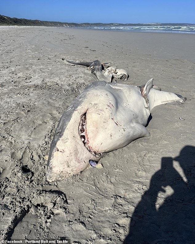 The great white shark washed ashore. Its head and spine were intact but its liver was missing.  The signs pointed to killer whales