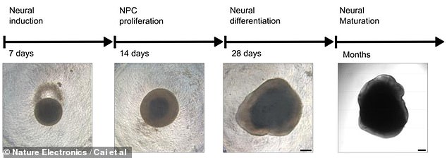 The brain organoid grows over several months.  In the first week, it happens 