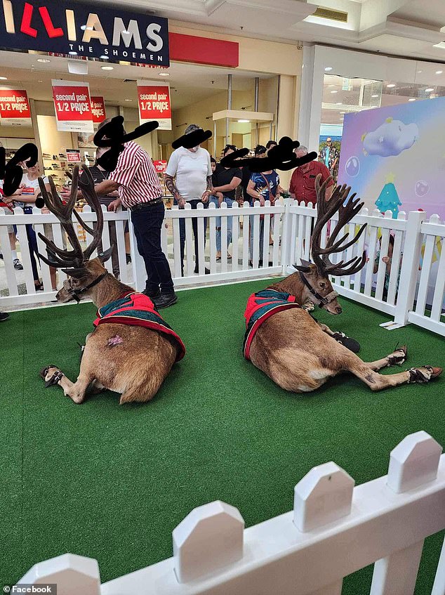 Some Christmas shoppers have criticized a suburban shopping center using live reindeer (pictured) at a Christmas event, but locals have fought back