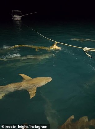 The crocodile tries to grab onto a rope from one of the nearby boats before a voice is heard telling it to 'fuck off!'