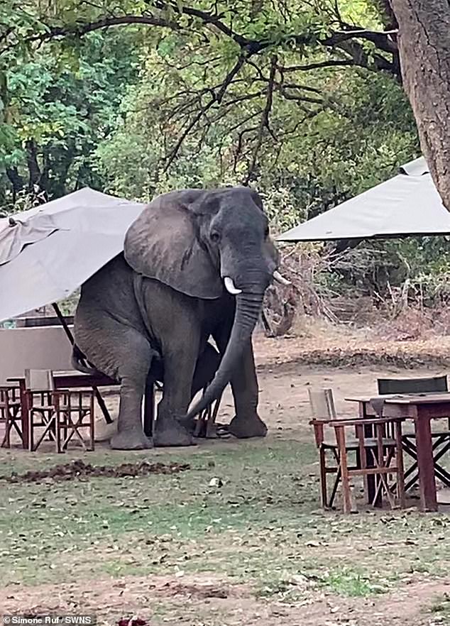 The animal was spotted taking a rest at the Flatdogs Camp in Zambia's South Luangwa National Park