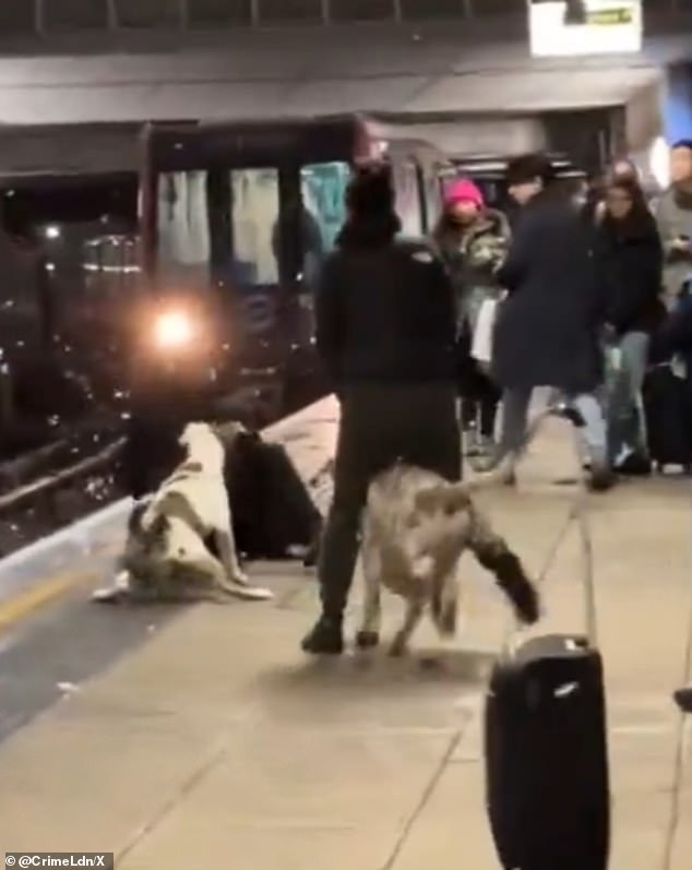 The suspected XL Bully attacks the man (photo left lying on the ground), who, according to bystanders, came to help the woman who was struggling to control her dogs