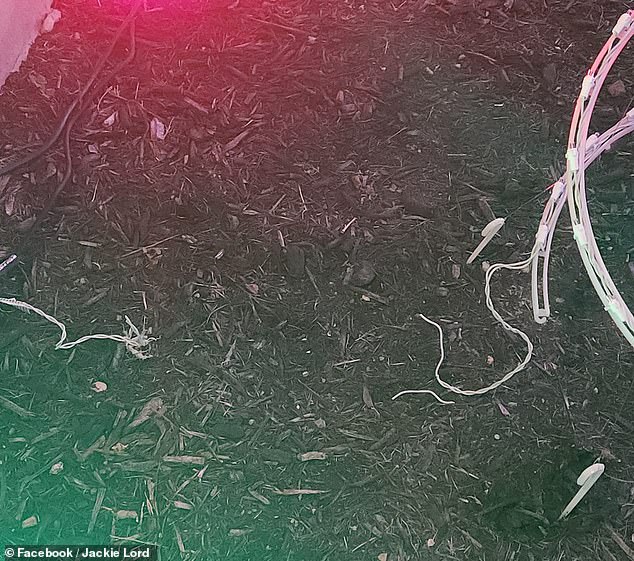 One woman wrote that the rabbits chewed through her cords and damaged her Christmas light display