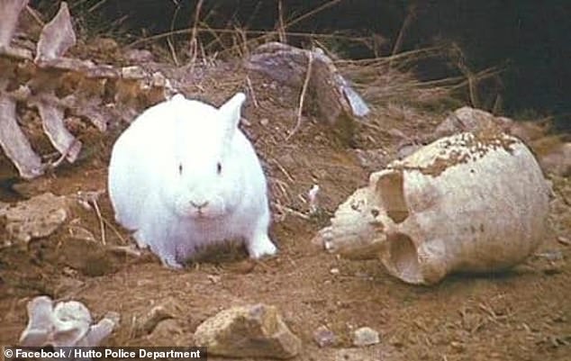 A white rabbit was caught red-handed and was the photo posted by Hutto police on Thursday to warn residents to be vigilant