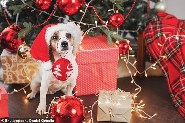 Pet owners are being warned to watch what they feed their furry friends this holiday season if they want to avoid a costly trip to the vet (stock photo)