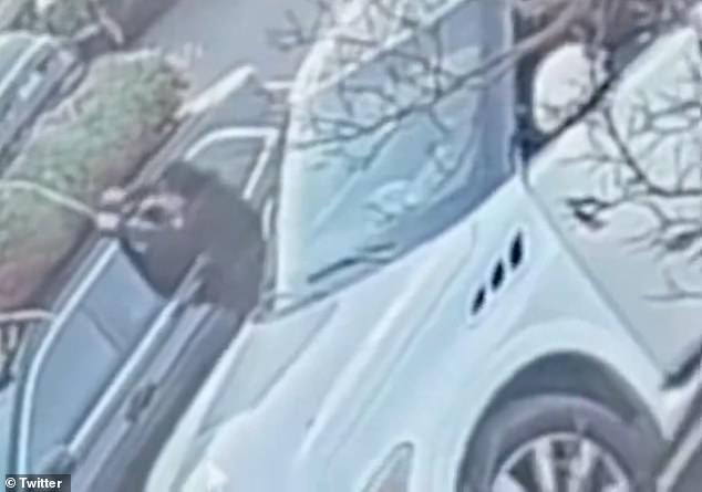 The thief cuts the rope connecting the tree to the car in broad daylight in a San Mateo shopping center