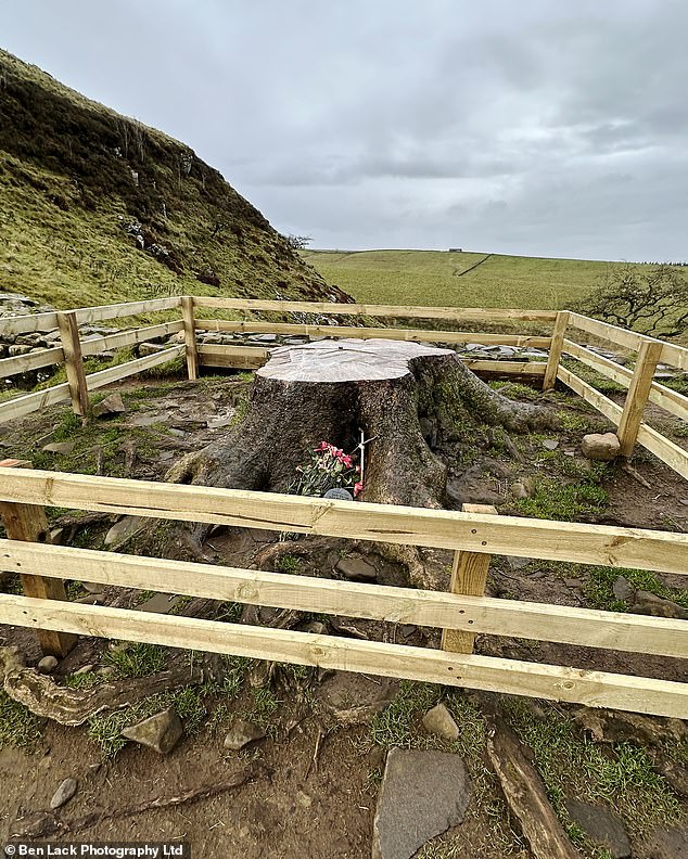 The Sycamore Gap, in Northumberland, was mysteriously cut down in September, but the remains have become an unlikely tourist attraction