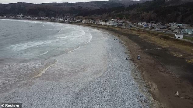 The sardines and some mackerel washed up Thursday morning in Hakodate on Japan's northernmost main island, Hokkaido.