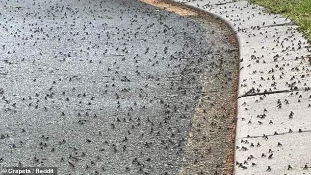 A man from Tugun on the Gold Coast shared a horrific photo of an infestation of baby cane toads near his home