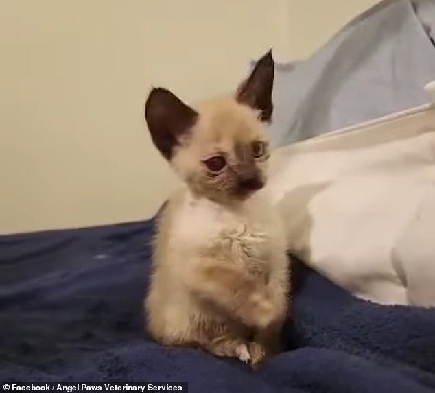 Police discovered a small Siamese kitten duct-taped in a bread bin in the backseat.  Only her head was visible and the rest of her body was covered in feces